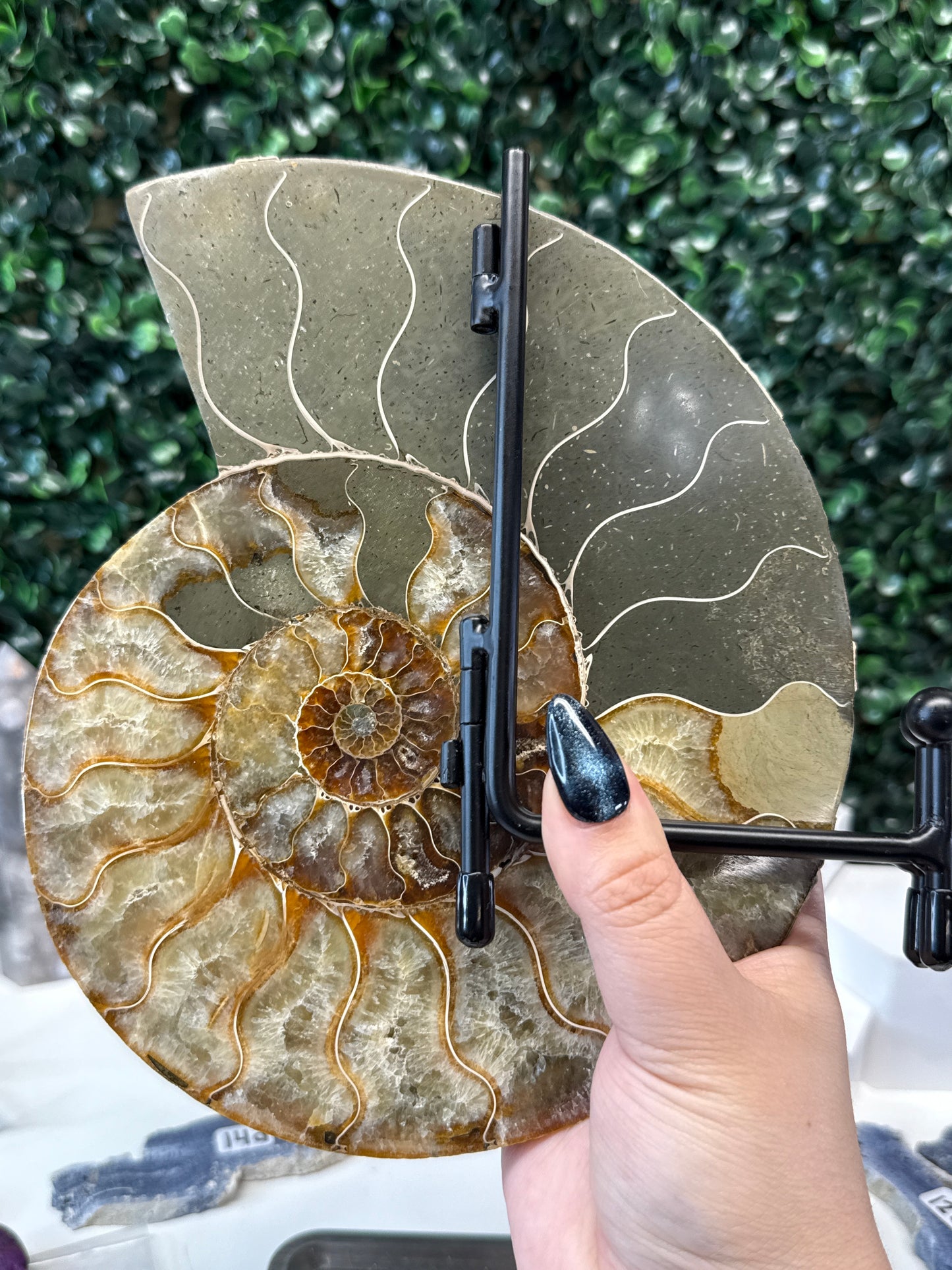 Ammonite on Stand