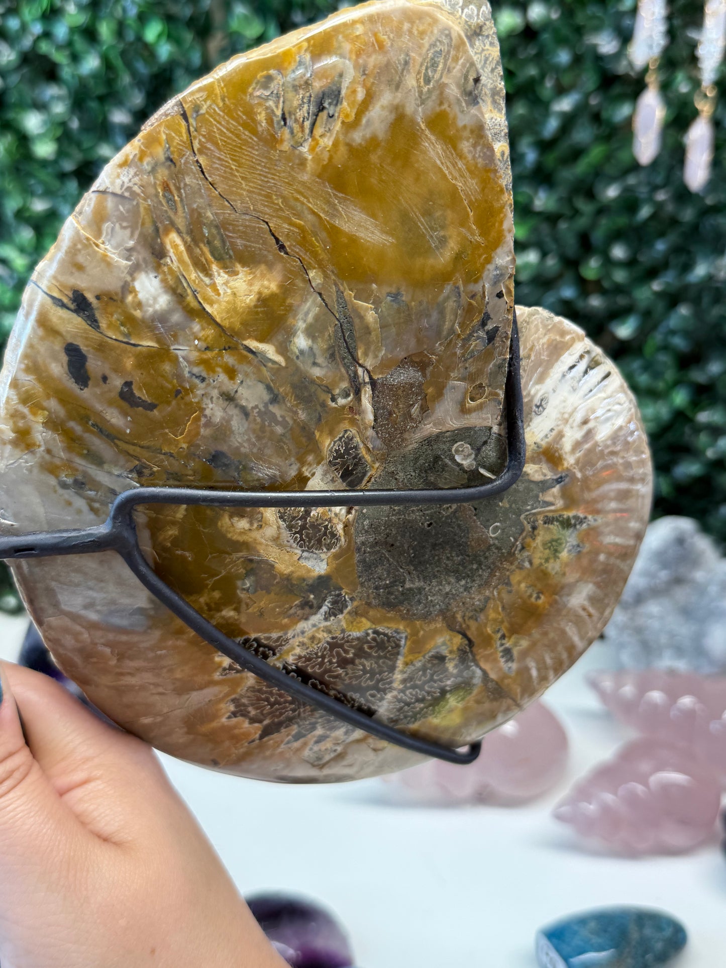 Ammonite Butterfly Wings