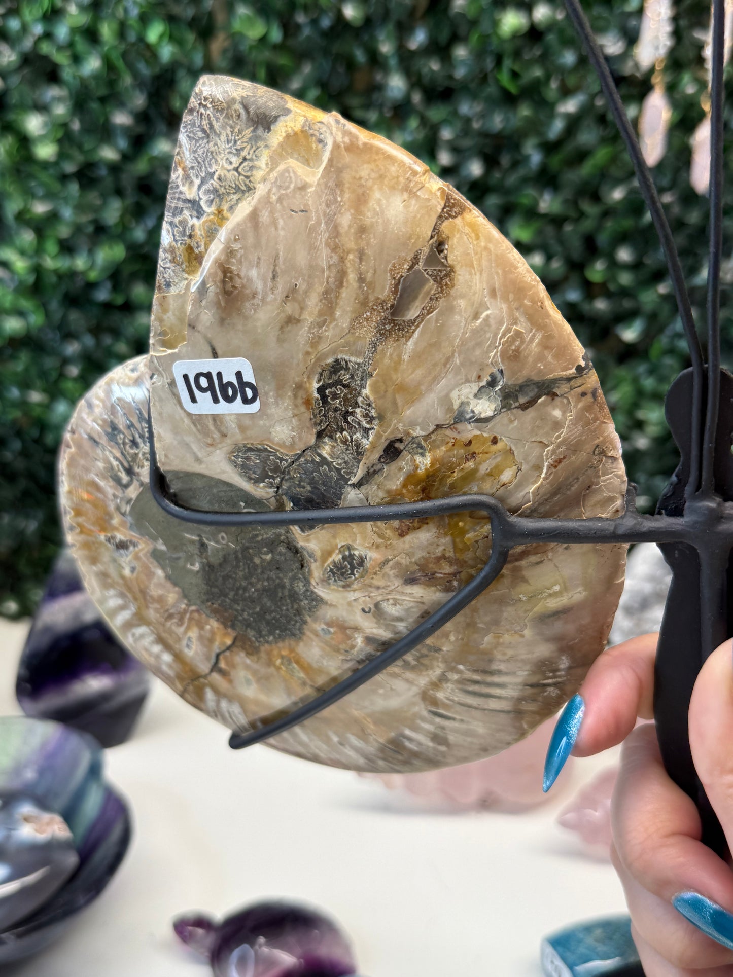 Ammonite Butterfly Wings