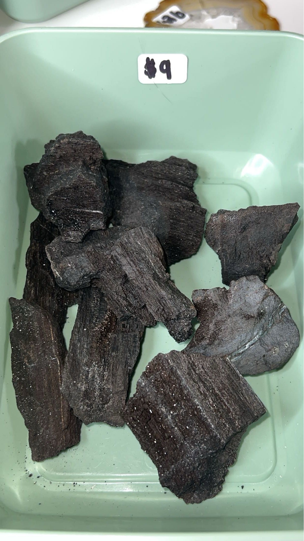 Permineralized Wood - INTUITIVELY CHOSEN (SPARKLY)