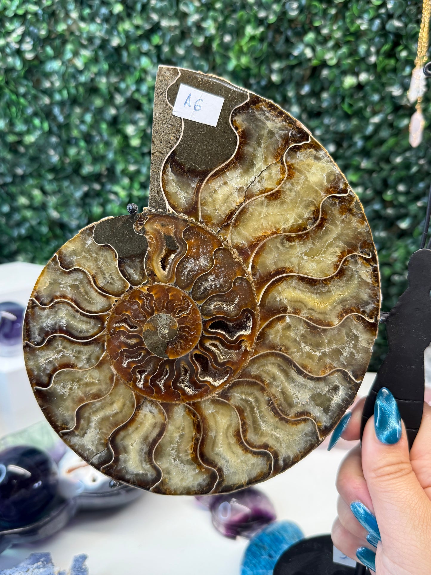 Ammonite Butterfly Wings