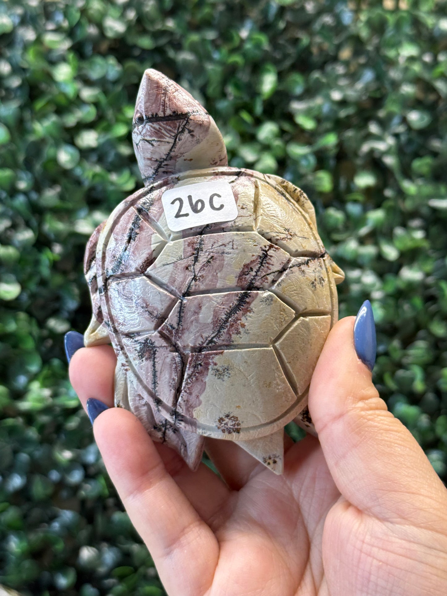 Picture Jasper Sea Turtles