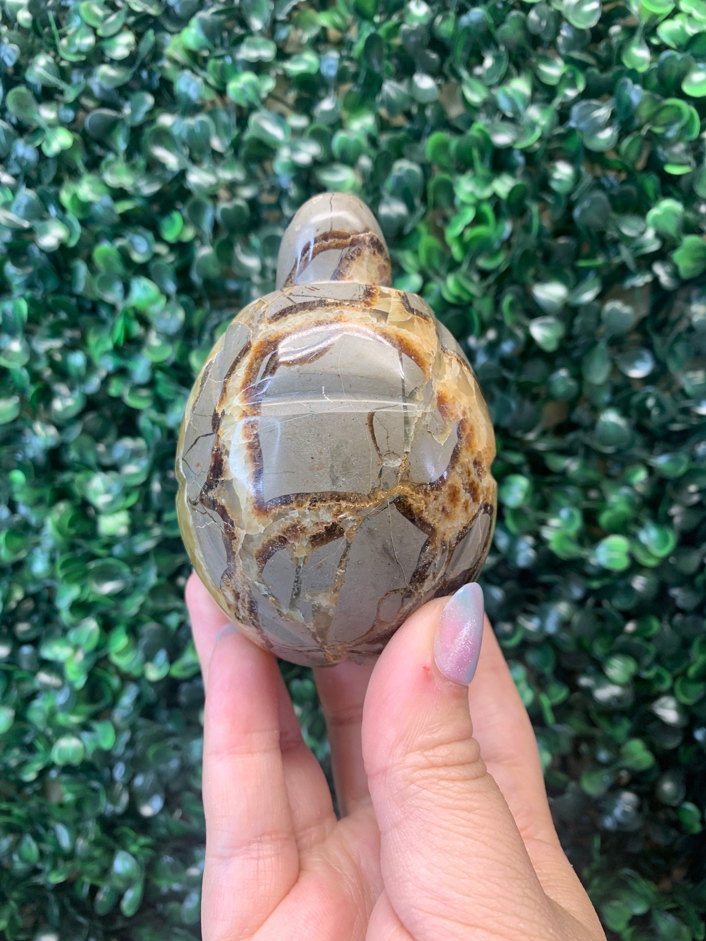Septarian Turtle