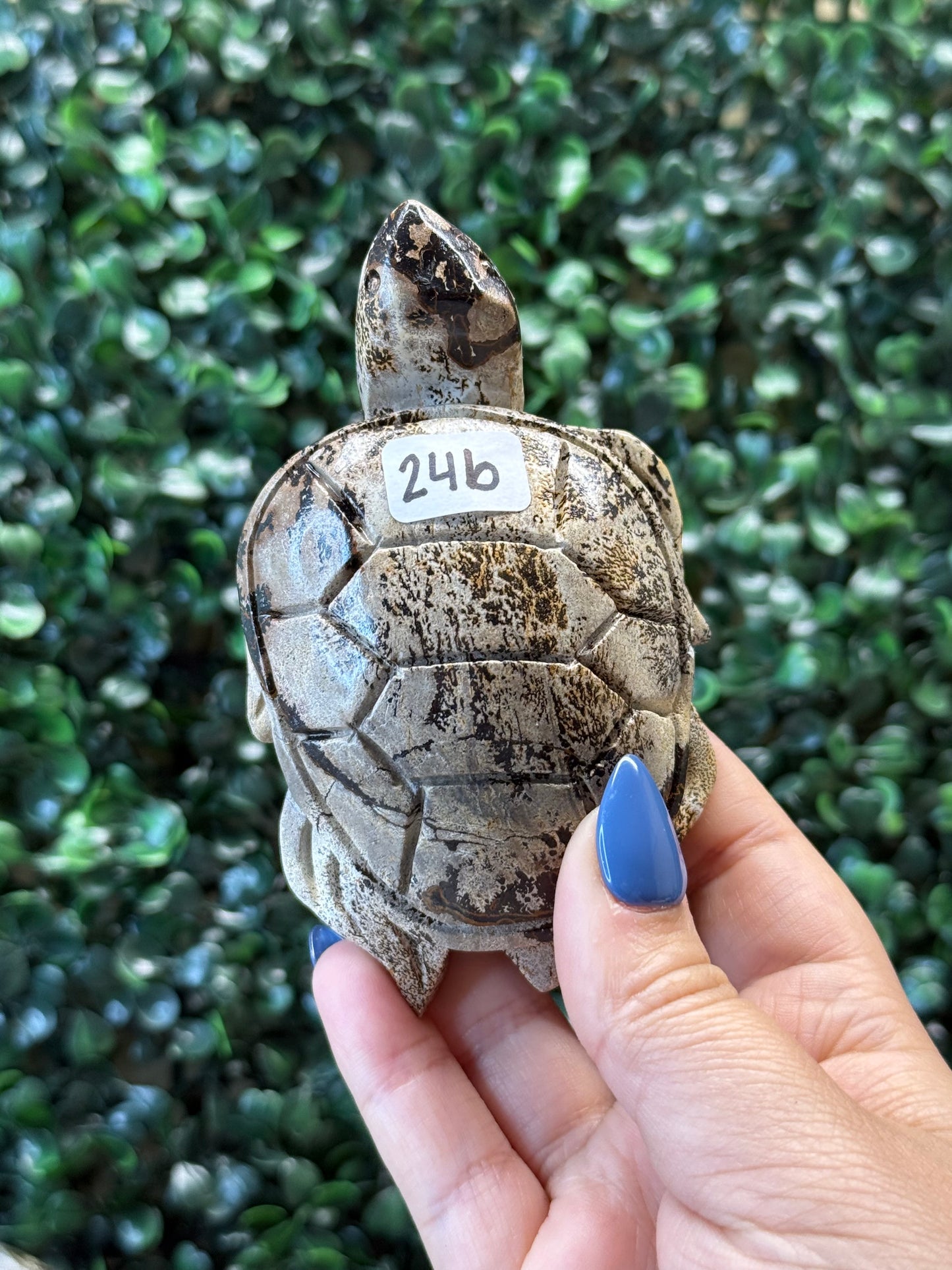 Picture Jasper Sea Turtles