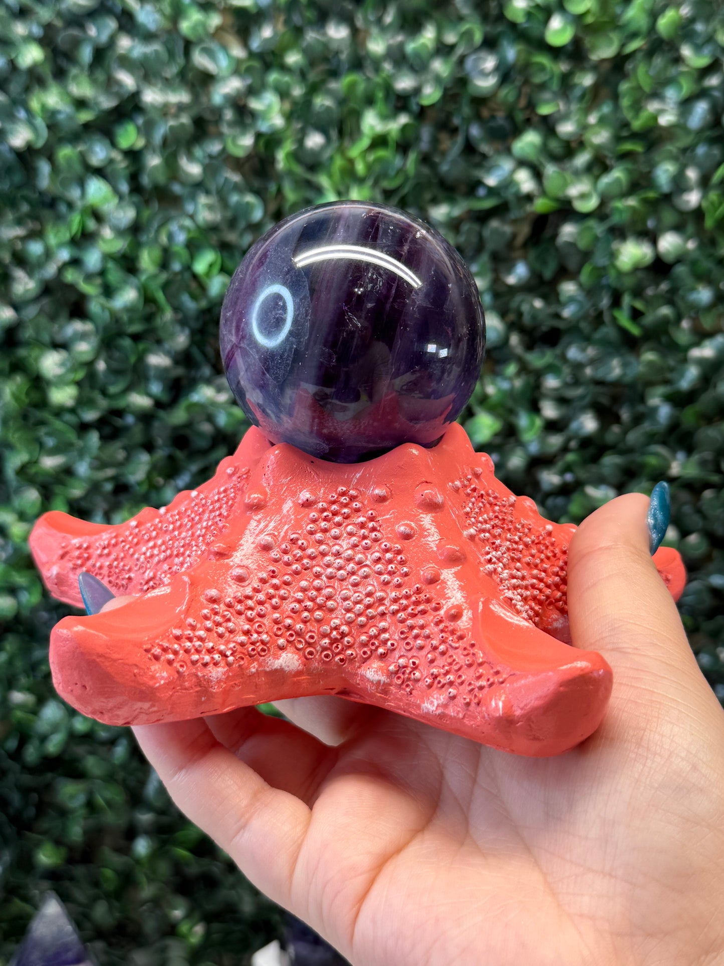 Starfish Sphere Holder