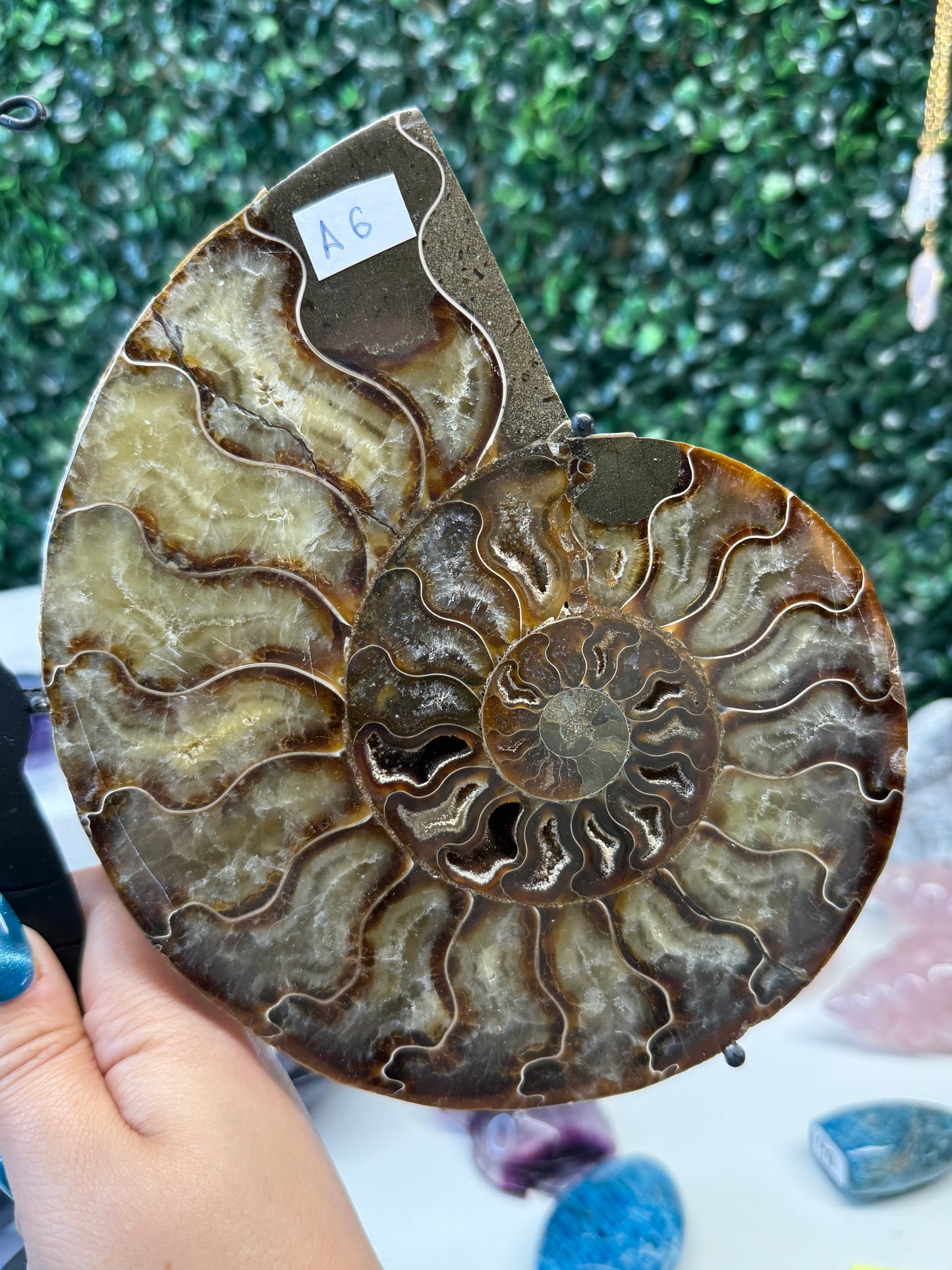 Ammonite Butterfly Wings