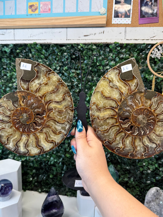 Ammonite Butterfly Wings
