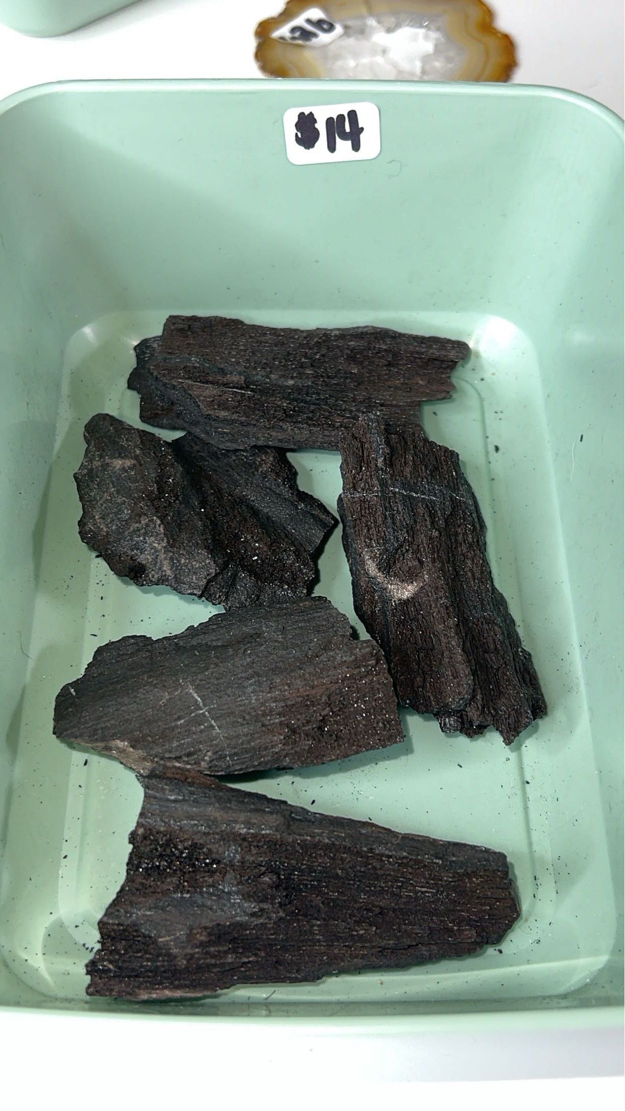 Permineralized Wood - INTUITIVELY CHOSEN (SPARKLY)