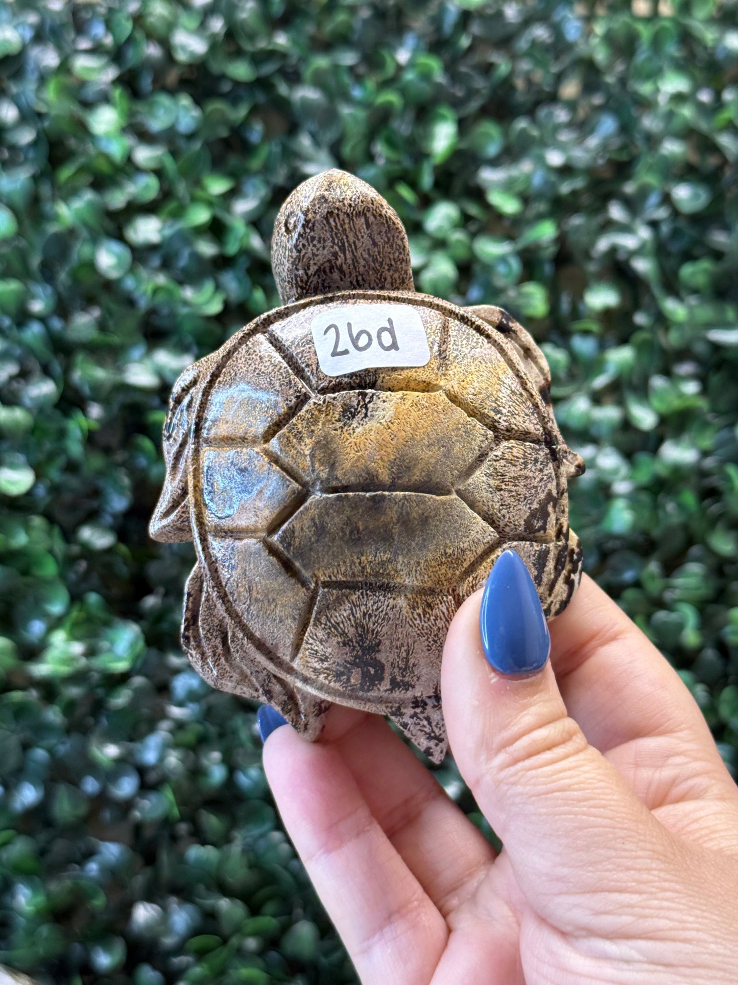 Picture Jasper Sea Turtles