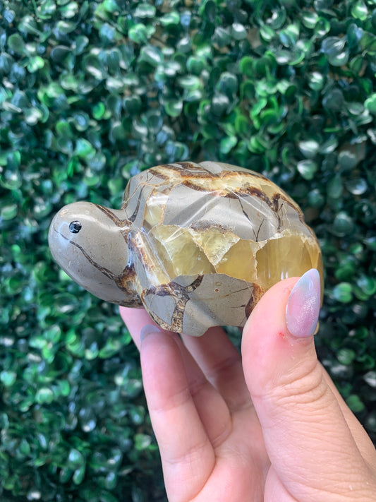 Septarian Turtle