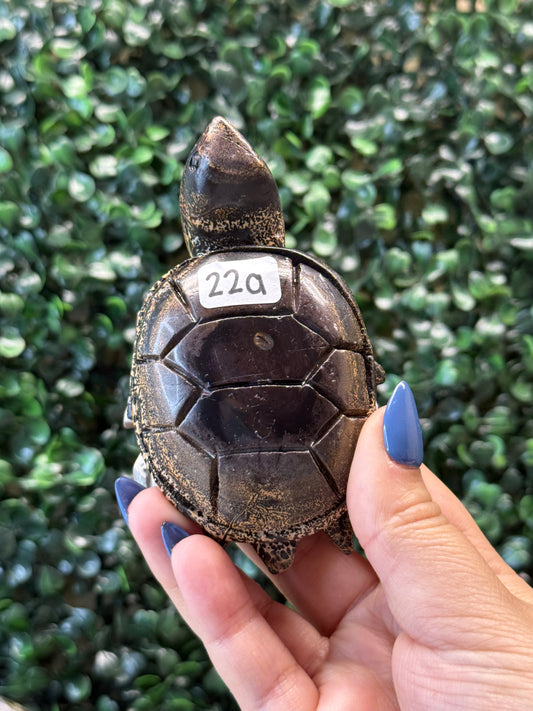 Picture Jasper Sea Turtles
