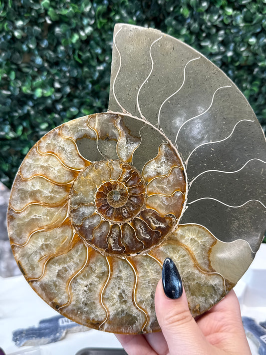 Ammonite on Stand